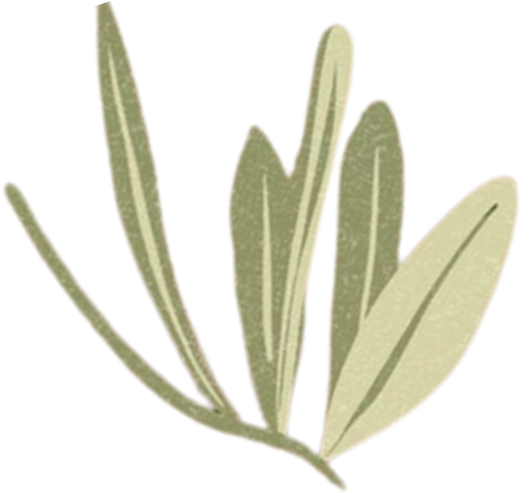Huiles et olive AOP - feuilles d'olivier