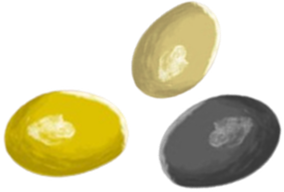Huiles et olive AOP - Olives